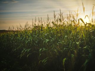 Innover de la production à la consommation pour la souveraineté alimentaire française