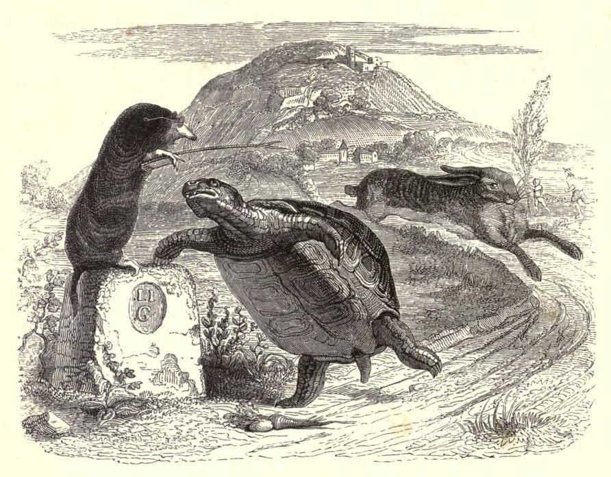 Grandville Tortoise Grandville Tortoise
