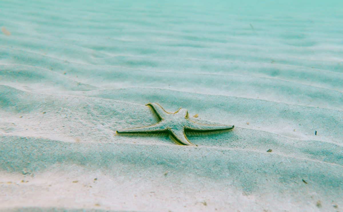 Seastar Seastar