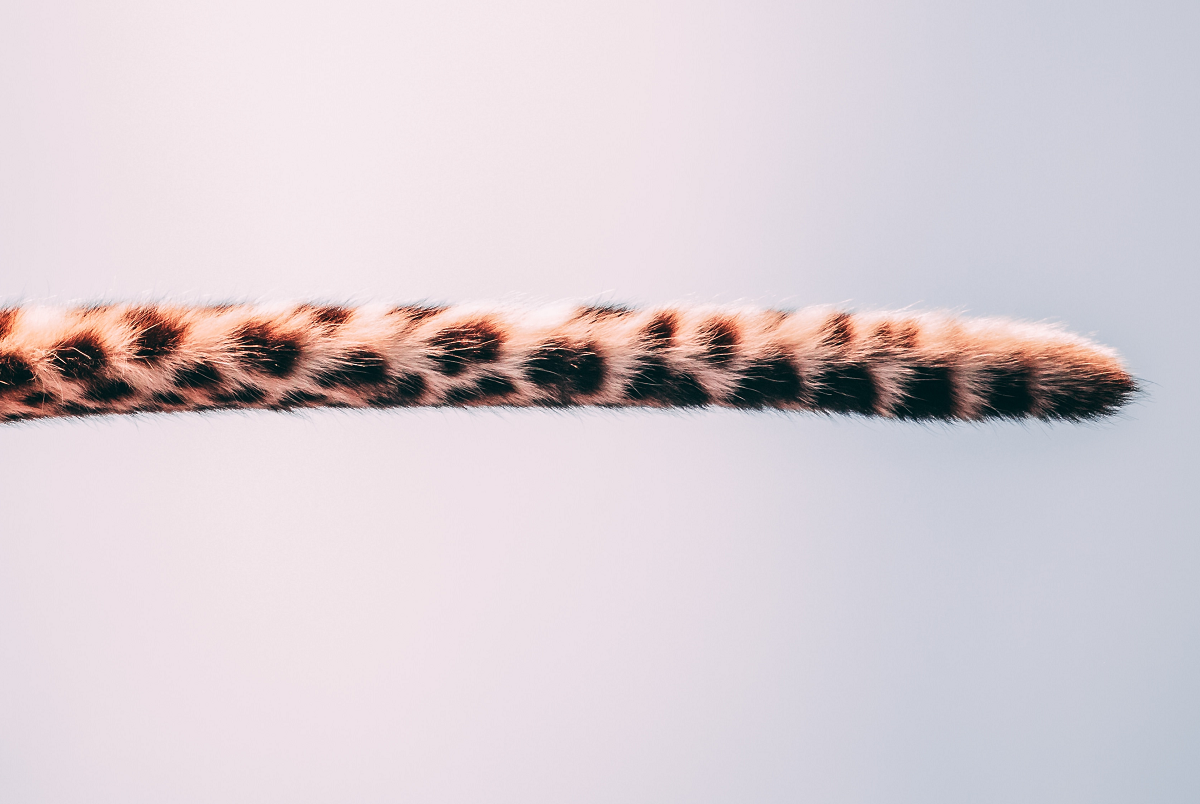 Long Tail Long Tail